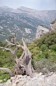 Supramonte di Orgosolo, Monte Tiscali